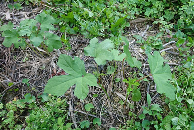 6月下旬のオクラ株