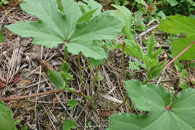 オクラの実なりかけ