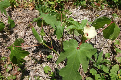 オクラの実と花