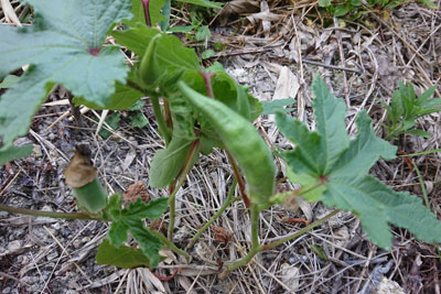 ゴツゴツしたオクラ