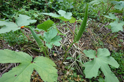 大きくなったオクラの実