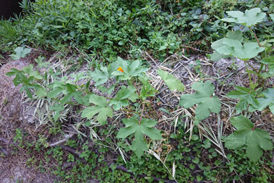 7月中旬のオクラ畝