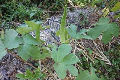 7月下旬のオクラ