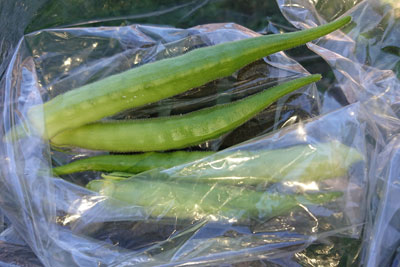 収穫したオクラ