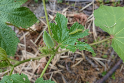 オクラの葉に青虫