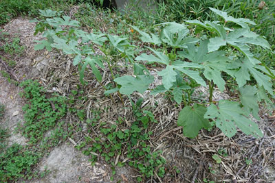 8月下旬のオクラ