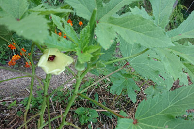 8月下旬のオクラの花