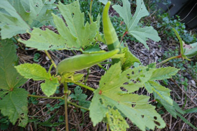 9月上旬オクラの葉虫食い