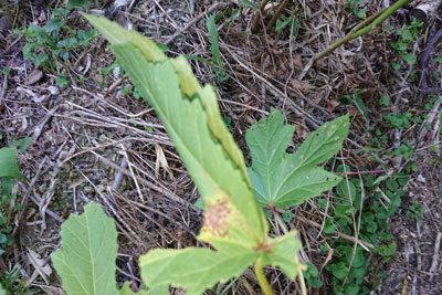 丸まったオクラの葉