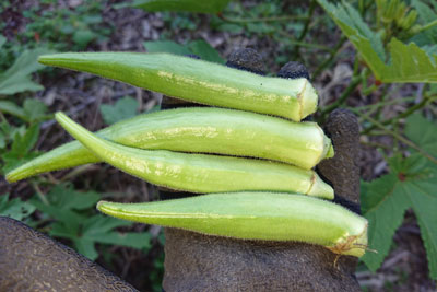 収穫したオクラ