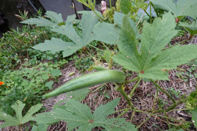 9月下旬のオクラ