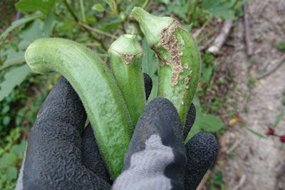 変形したオクラの実