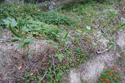 10月中旬のオクラ畝