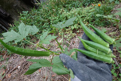 オクラ最後の収穫