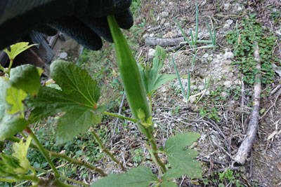 11月上旬の種採り用オクラの実