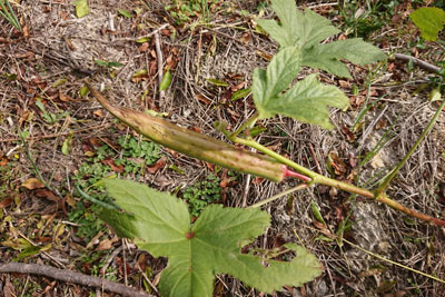 11月中旬の種採り用オクラの実