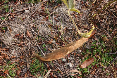 12月上旬の種採り用オクラの実