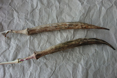 種とり用オクラの鞘