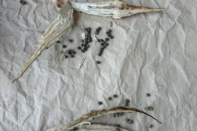 オクラの種採り