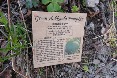 北海道かぼちゃのタネ袋