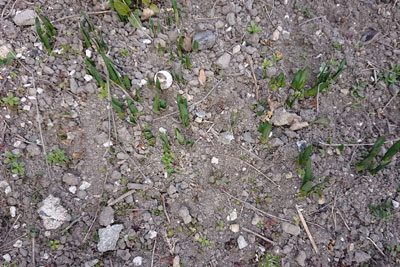 1月末のスノーフレーク