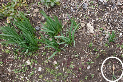 2月下旬のスノーフレーク