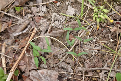 ミニトマト発芽