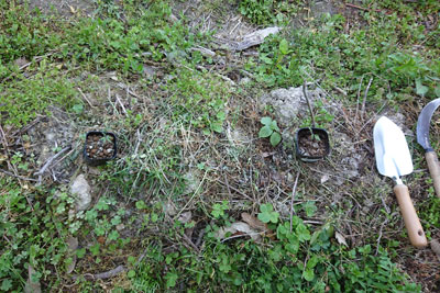 ミニトマトの植え付け