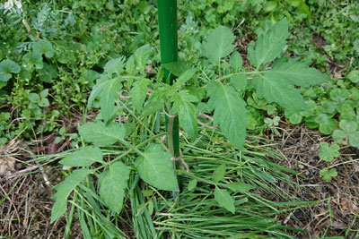 ミニトマト縛る