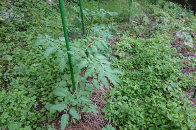 ミニトマト支柱に縛る