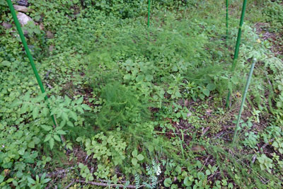 アスパラガス畝