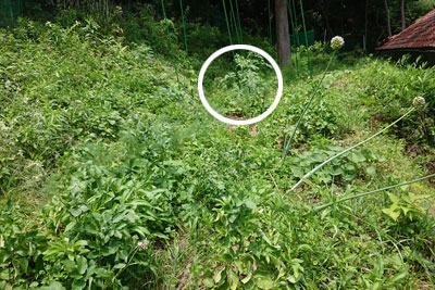 家庭菜園のトマトの配置