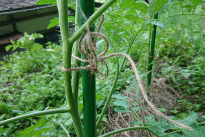 ミニトマト支柱に縛る