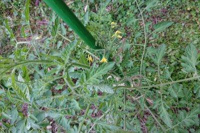 ステラミニトマトの花