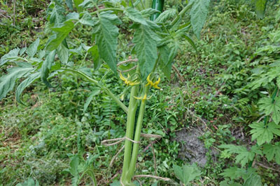世界一トマトの花