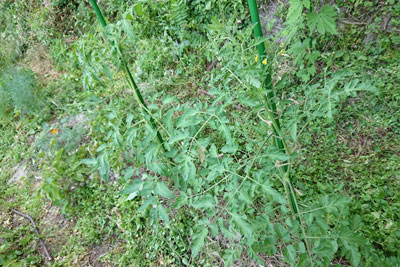 世界一トマトとステラミニトマト