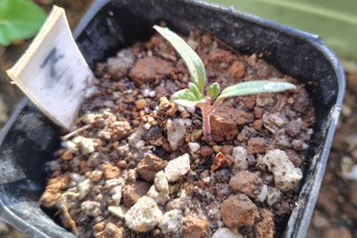 ステラミニトマトの発芽