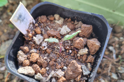 世界一トマトの発芽