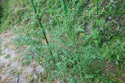 世界一トマトとステラミニトマト