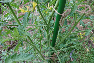 ステラミニトマト縛る