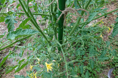 ステラミニトマト青い実