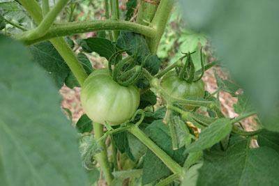 世界一トマト青い実