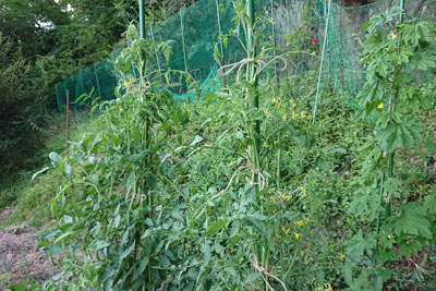 世界一トマトとステラミニトマト