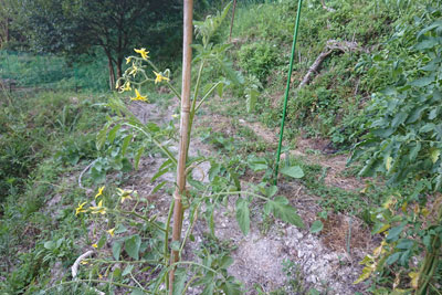 7月下旬の植え付けが遅かったミニトマト