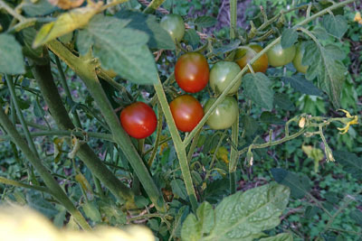ステラミニトマト初収穫