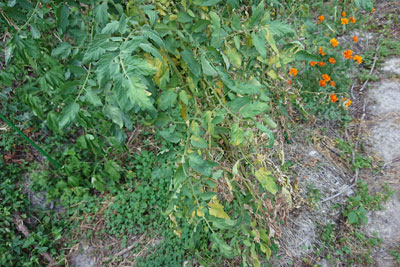 葉が黄色くなった世界一トマト