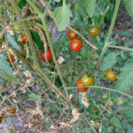 枯れた葉のあるステラミニトマト