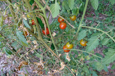 枯れた葉のあるステラミニトマト