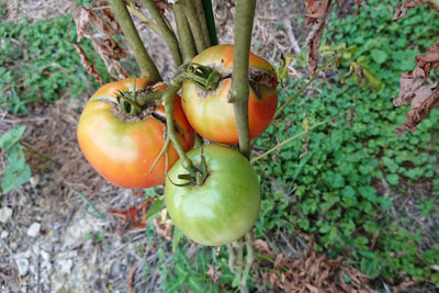 世界一トマト色づき始め