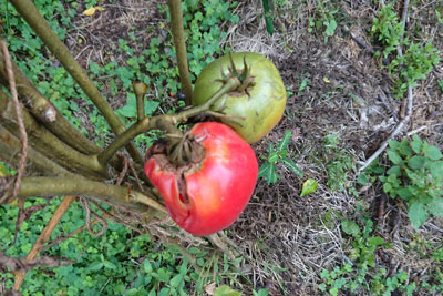潰れた世界一トマト